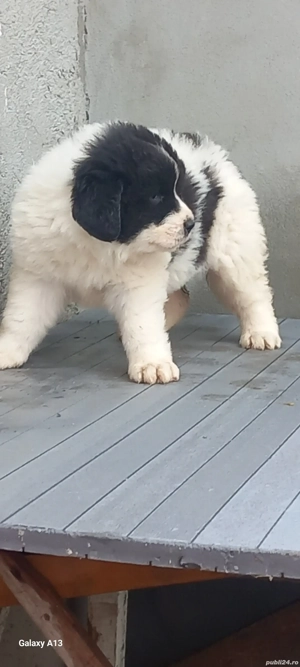 Pui ciobanesc Romanesc de Bucovina  - imagine 3