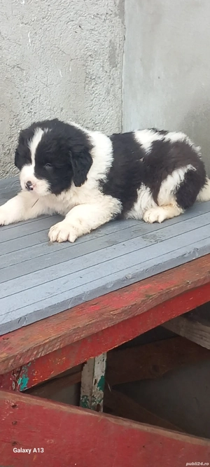 Pui ciobanesc Romanesc de Bucovina  - imagine 6