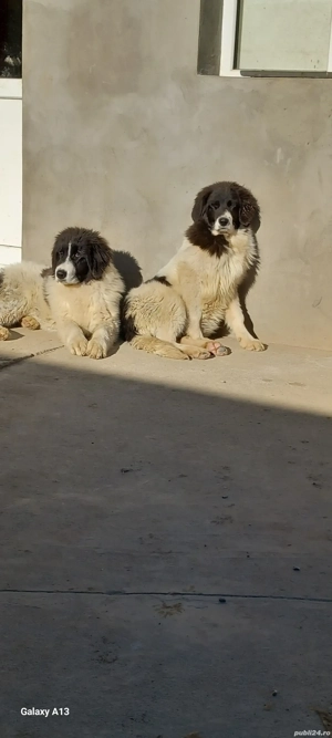 Pui ciobanesc Romanesc de Bucovina  - imagine 4