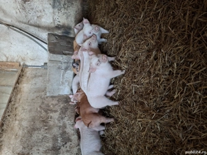 Purcei de vânzare 300lei bucata.  - imagine 4