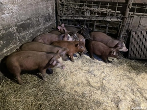 Vând purcei de 10 săptămâni  - imagine 3