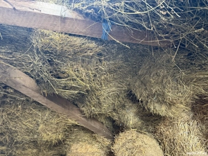 Vând baloți de fan și lucernă 