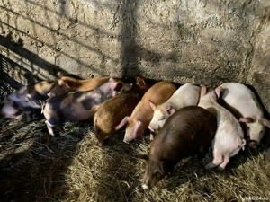 Vând purcei de 10 săptămâni  - imagine 2