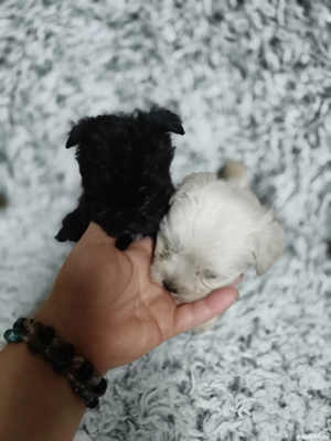 Bichon fetițe  - imagine 2