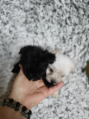 Bichon fetițe  - imagine 4