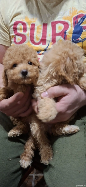 Pudel fetite si baietei - imagine 2