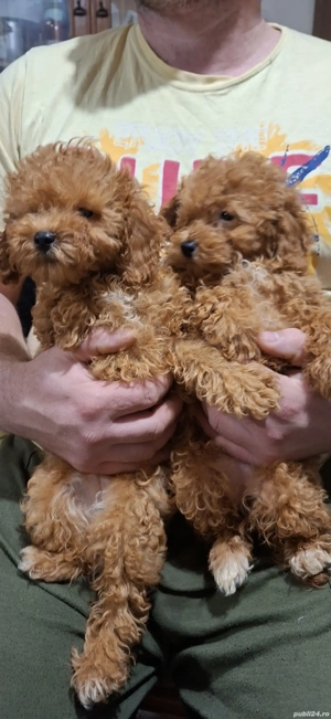 Pudel pitic  - imagine 3