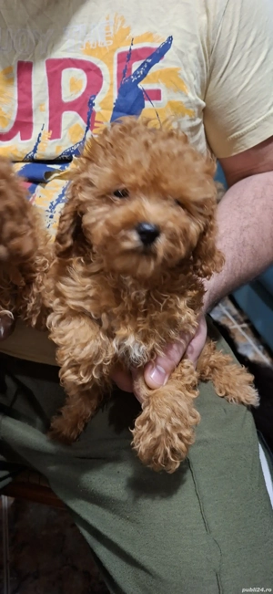 Pudel pitic  - imagine 4