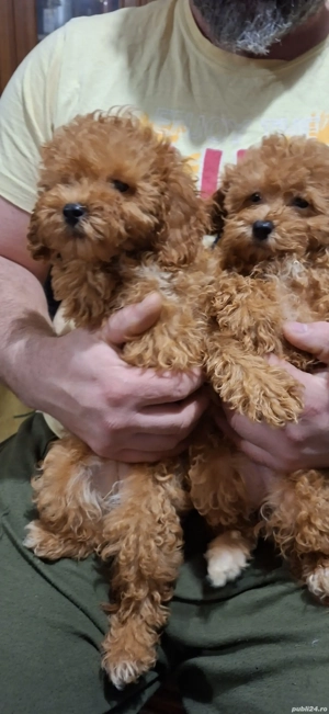 Pudel pitic  - imagine 2