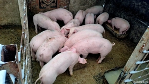 Purceii de vanzare! - imagine 3