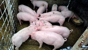 Purceii de vanzare! - imagine 2