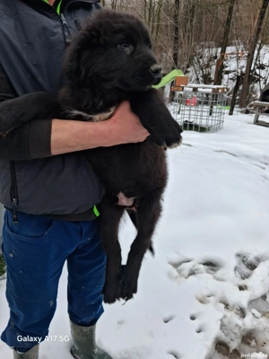 vând ciobănesc corb - imagine 2