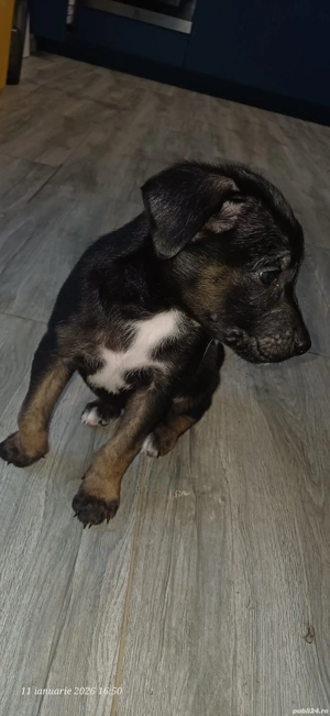    Pui adorabili își caută familii iubitoare  - imagine 5