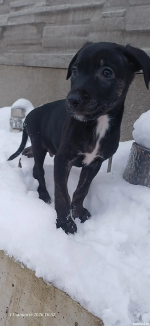    Pui adorabili își caută familii iubitoare  - imagine 2