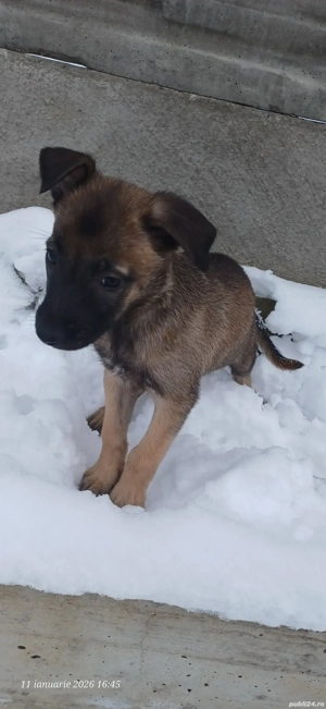    Pui adorabili își caută familii iubitoare  - imagine 4