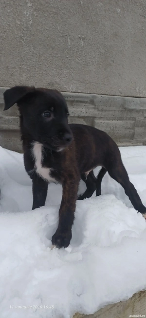    Pui adorabili își caută familii iubitoare  - imagine 3