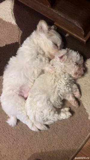 Vând doi băieței Bichon maltez  - imagine 2