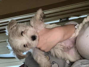 Vând doi băieței Bichon maltez 