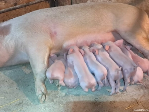 vand scroafa cu purcei - imagine 3