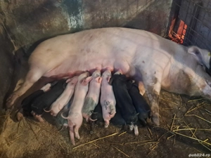 vand scroafa cu purcei - imagine 2