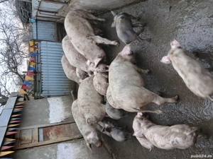 Vând porci diferite mărimi