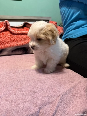 De vinzare bison maltez baietel  - imagine 5