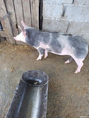 Vând Grăsune Pietrain Belgian 