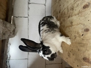 Vând mascul metis fluture  - imagine 2