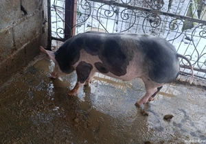 Vând Grăsune Pietrain Belgian  - imagine 2