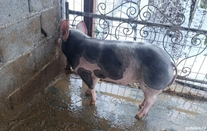 Vând Grăsune Pietrain Belgian  - imagine 3