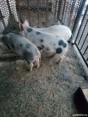 Purceii 10 saptamani