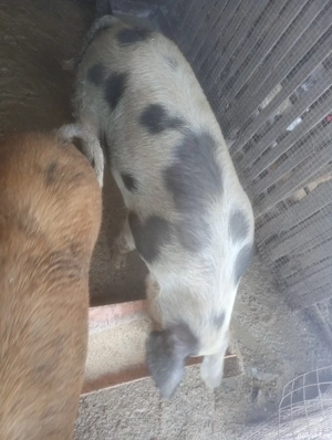 Vier disponibil pt monta  - imagine 3