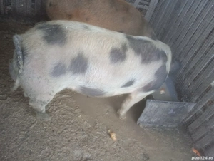 Vier disponibil pt monta 