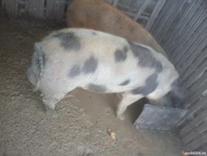 Vier disponibil pt monta  - imagine 2