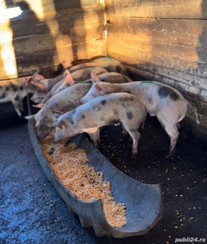 De vanzare purcei 9 buc  - imagine 2
