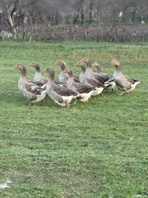 De vânzare gâște  - imagine 4