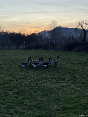 De vânzare gâște  - imagine 3