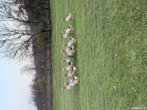 De vânzare gâște  - imagine 2