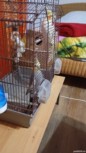 Vând papagali Nimfe - imagine 2