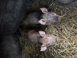 Purcei de vanzare 2 buc 