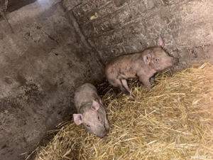 Purcei de vanzare 2 buc  - imagine 2