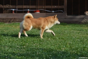 Shiba Inu mascul Femela - imagine 2