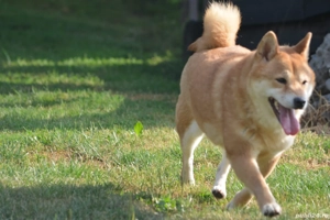 Shiba Inu mascul Femela - imagine 5