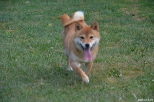 Shiba Inu mascul Femela - imagine 4