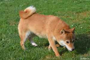 Shiba Inu mascul Femela - imagine 3