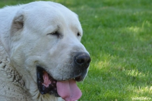 Mascul Ciobanesc Asia Centrala - imagine 3