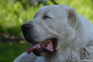 Mascul Ciobanesc Asia Centrala - imagine 2