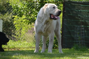 Mascul Ciobanesc Asia Centrala