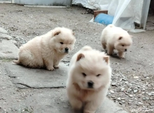 Chow chow 