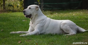 Femela Ciobanesc Asia Centrala - imagine 2